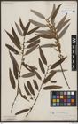 Foto von Salix bonplandiana Kunth